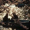 Sakulove