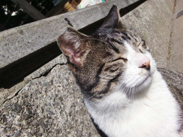 うとうと