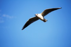 空高く羽ばたけ