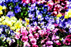 colorful pansy
