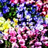 colorful pansy