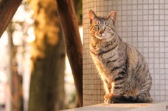 夕陽に照らされて