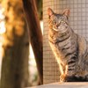 夕陽に照らされて