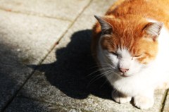 猫と影
