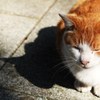 猫と影