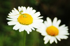 カマキリの不意打ちショット！
