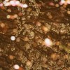 水面の春