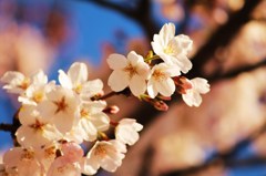 sakura in ueno