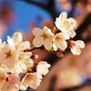 sakura in ueno