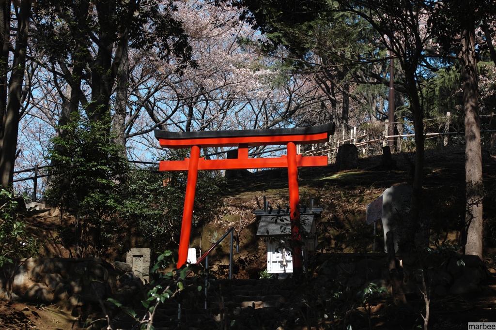 鳥居と桜