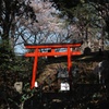 鳥居と桜