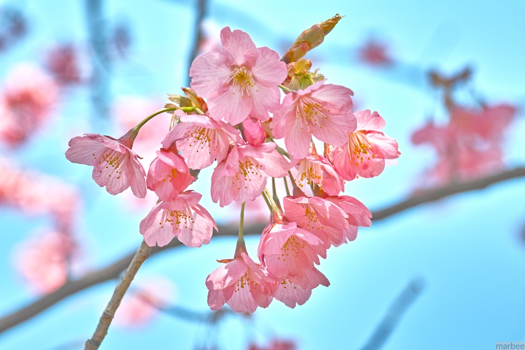 横浜緋桜