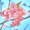 横浜緋桜