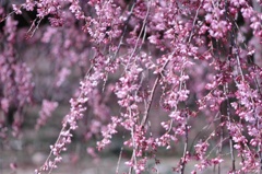 紅垂れ桜