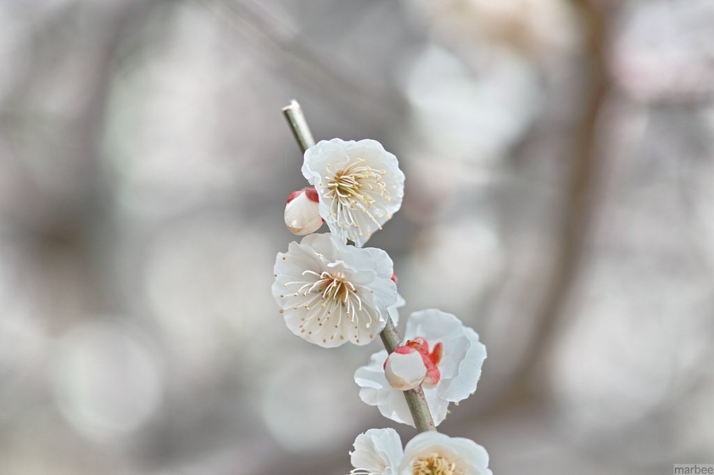 梅の花