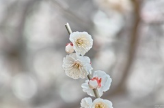 梅の花