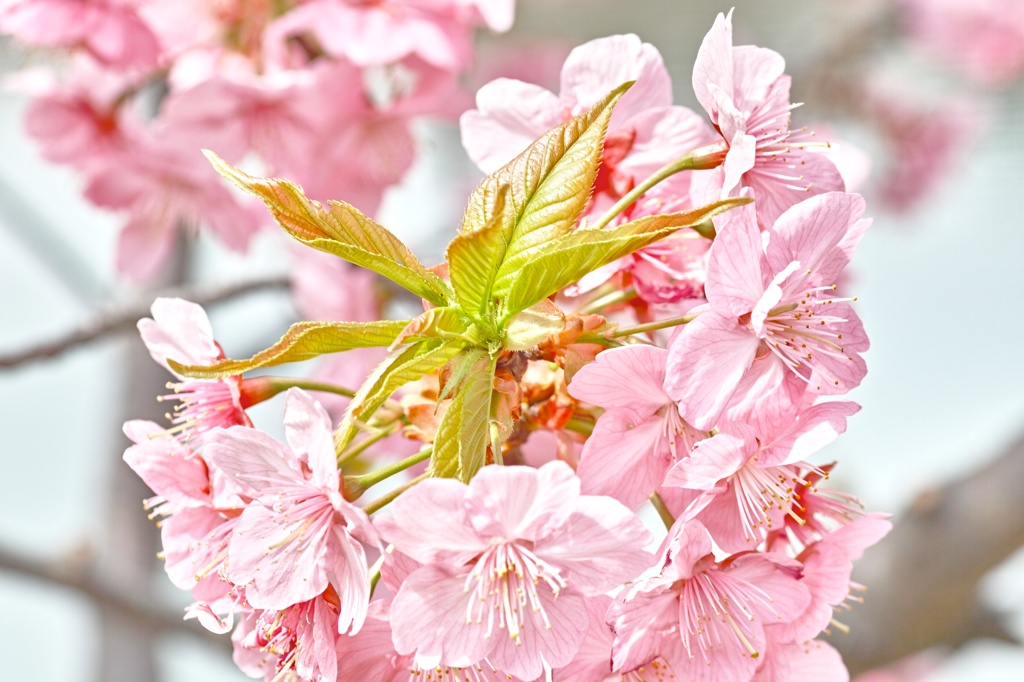 横浜緋桜