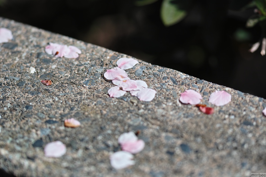 桜の花びら