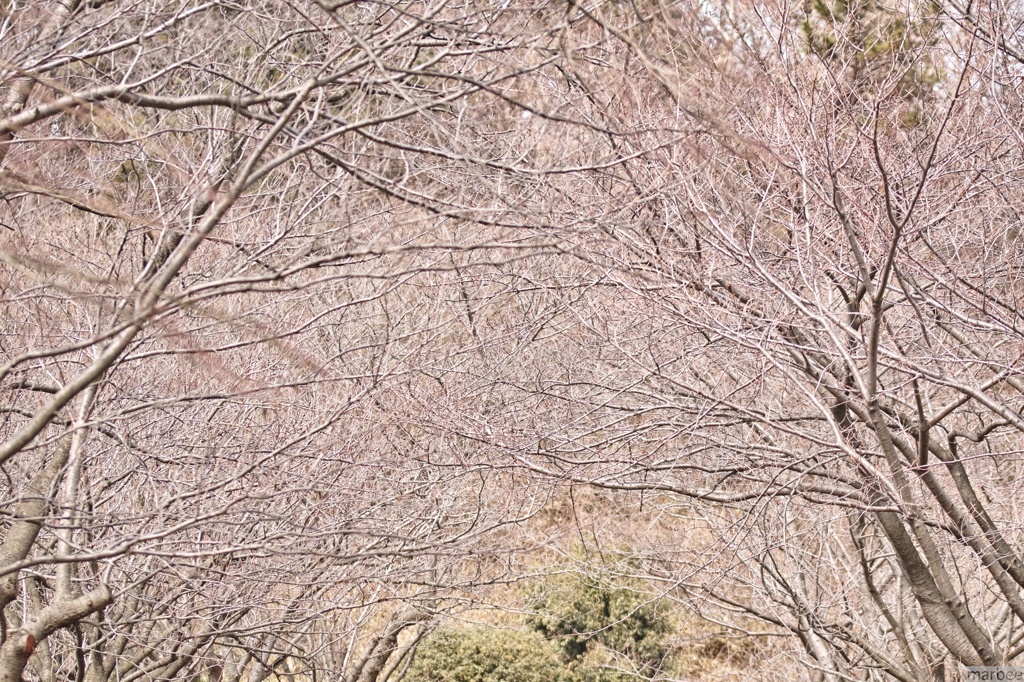 木のトンネル