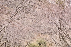 木のトンネル