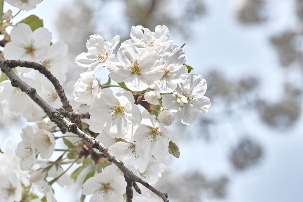 大島桜