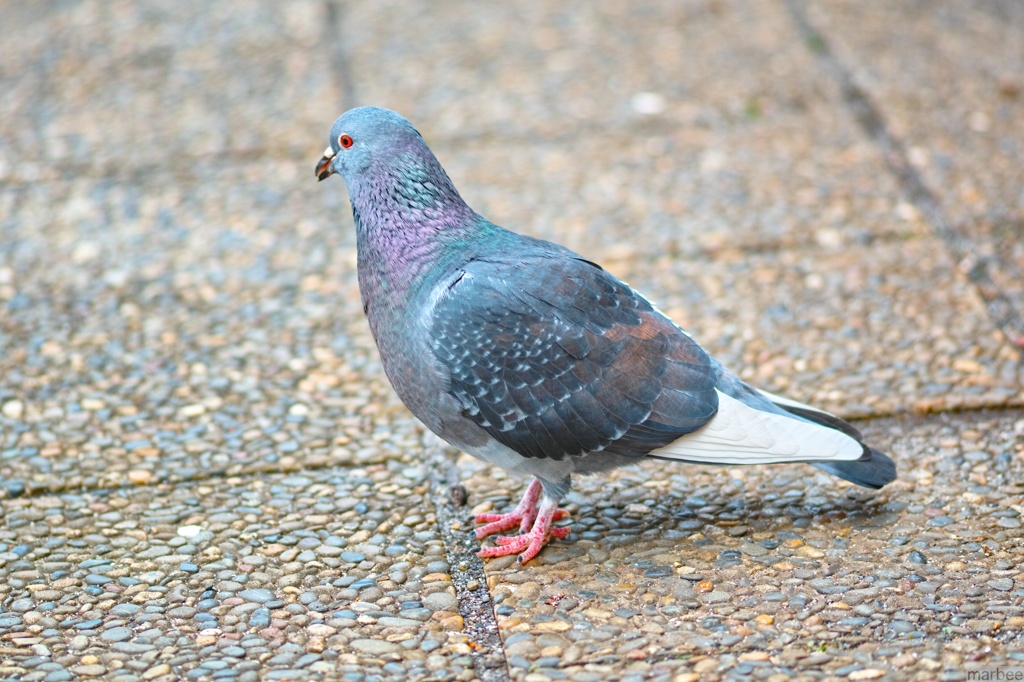 鳩