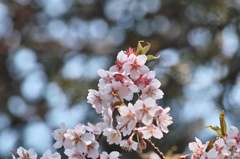 桜満開