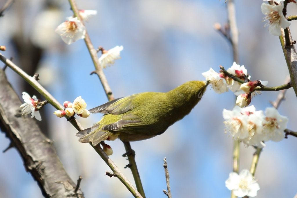 春先