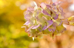 季節外れの紫陽花
