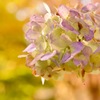 季節外れの紫陽花