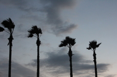 Palm Tree