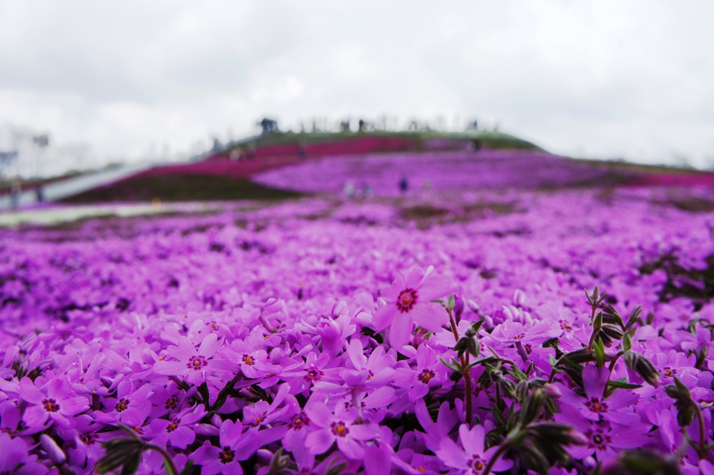 花の絨毯