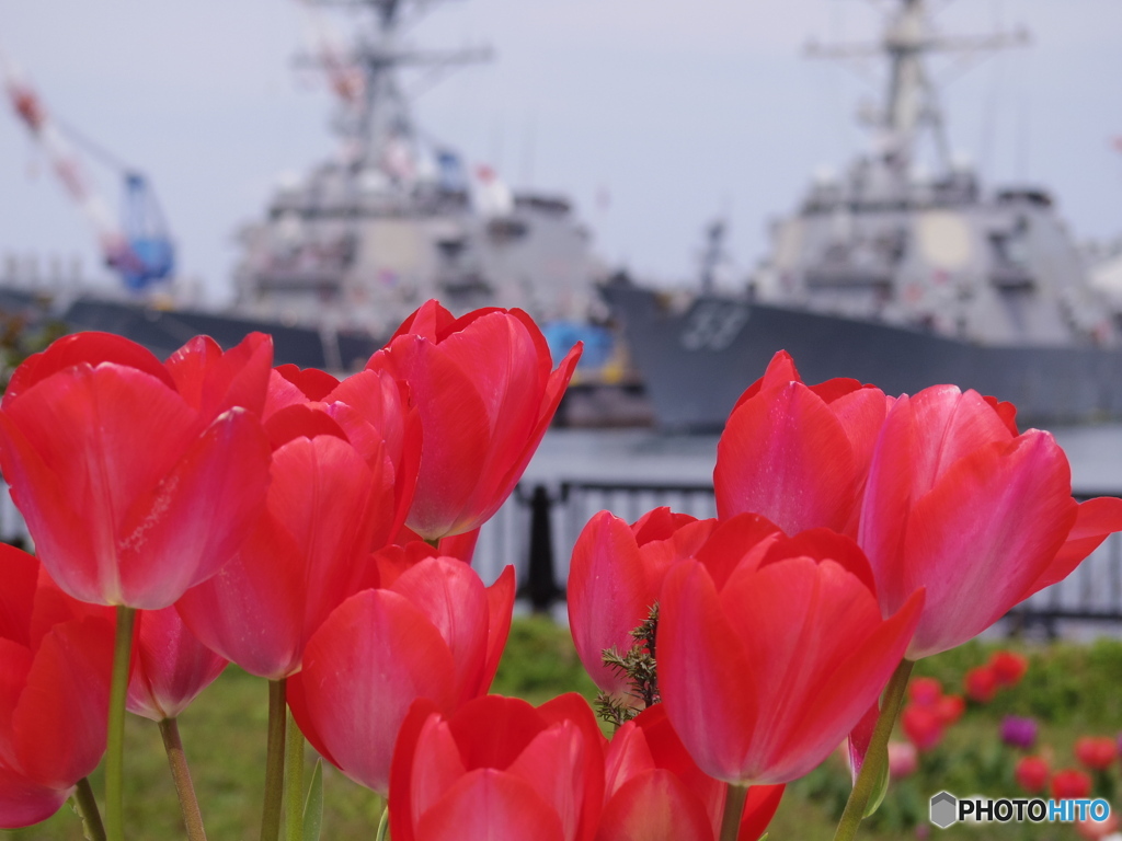 チューリップとBattleShip