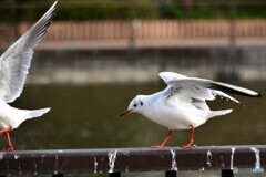 ・・・ニイタカヤマノボレ