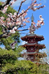 春の五重塔