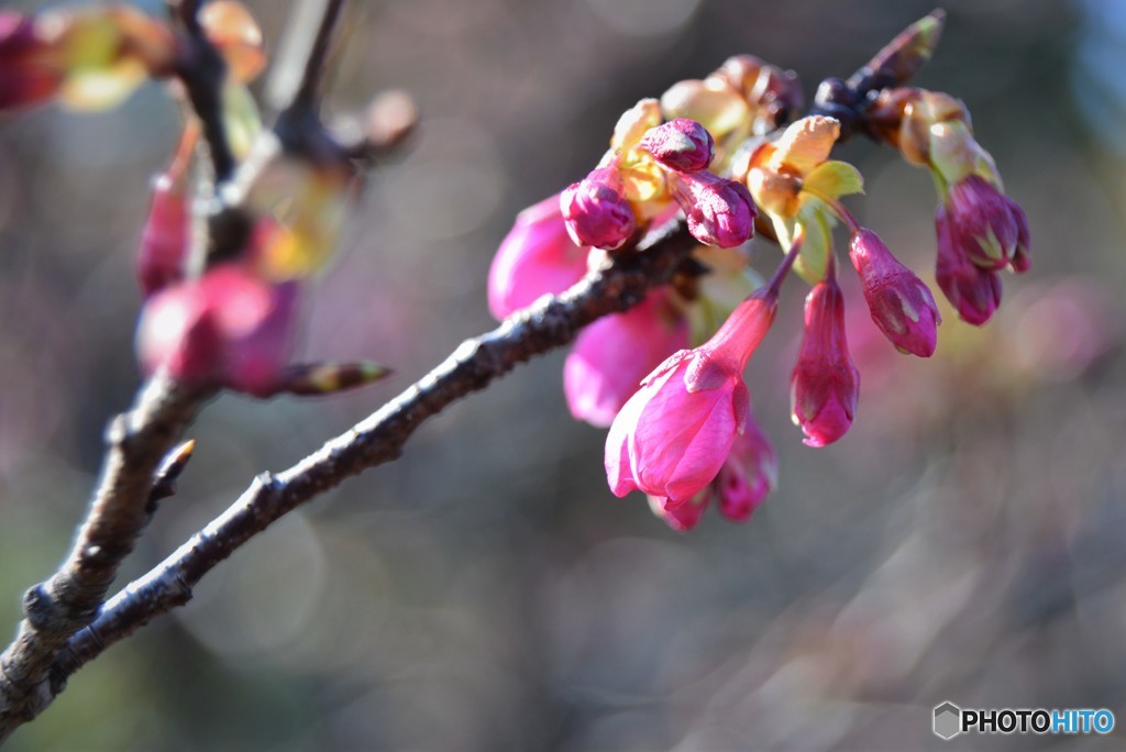 琉球寒緋桜