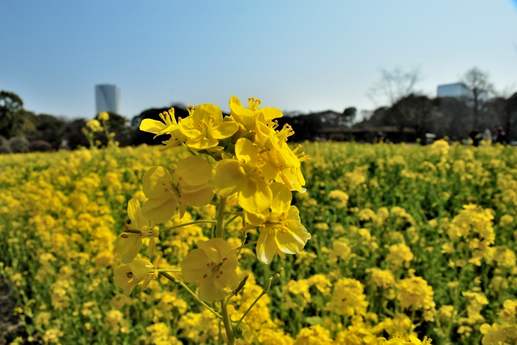 菜の花だいち