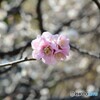 Plum of the center
