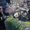 春の兆し・・・皇居編