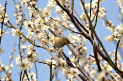 Messenger　of　spring
