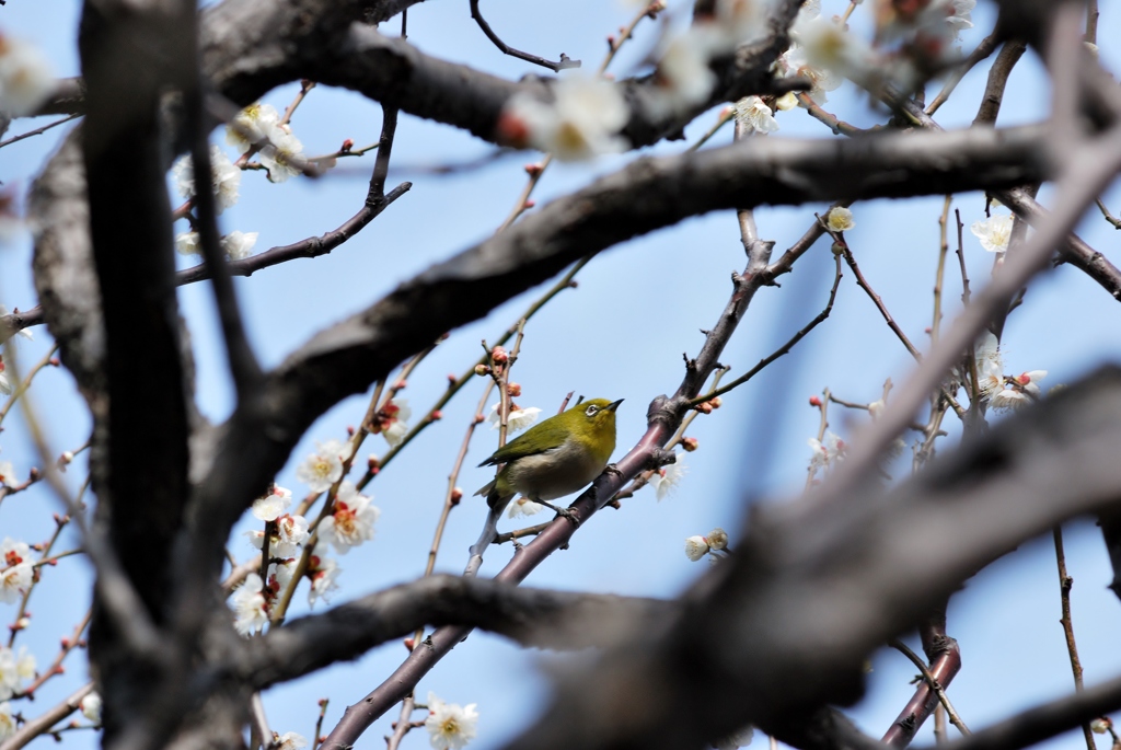 ”clear and mild in spring”