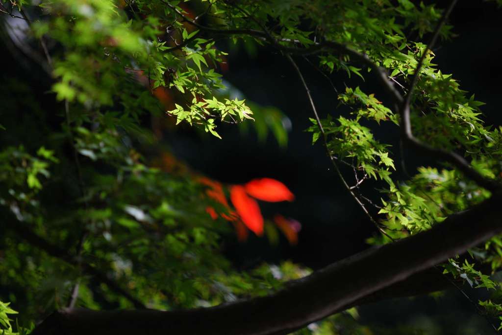 奥の紅葉