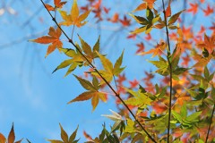 ”Colored leaves”