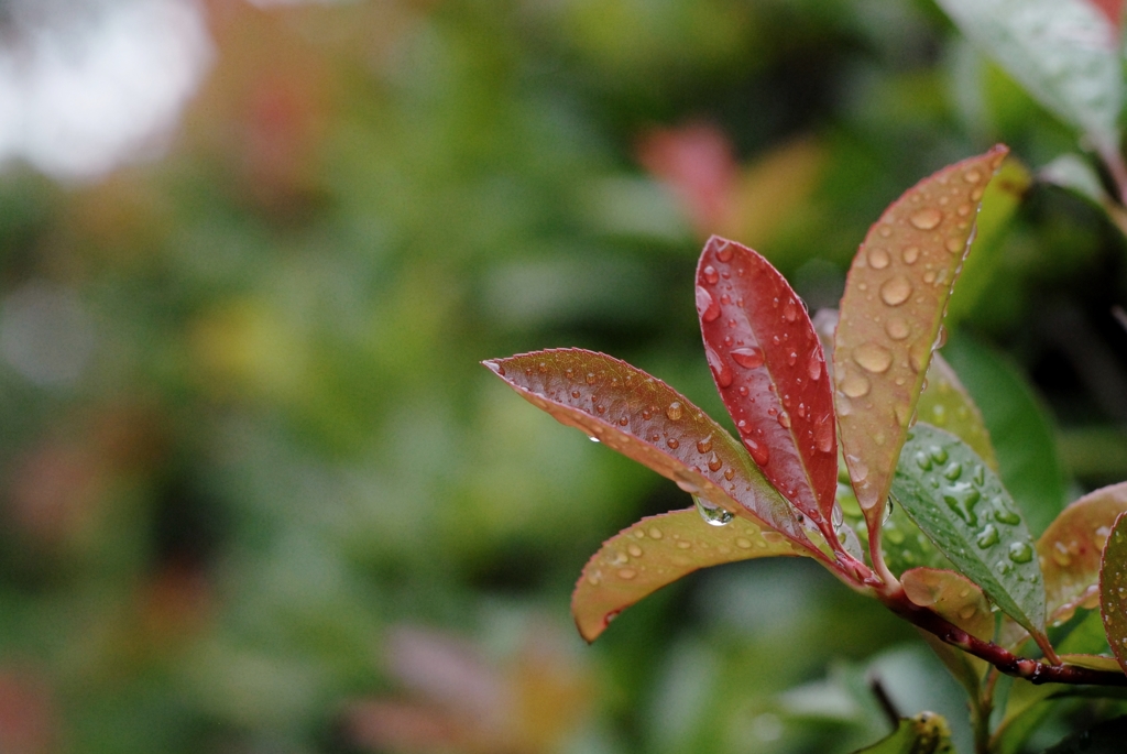 raindrops