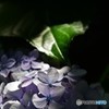 梅雨の、ターンテーブルたち