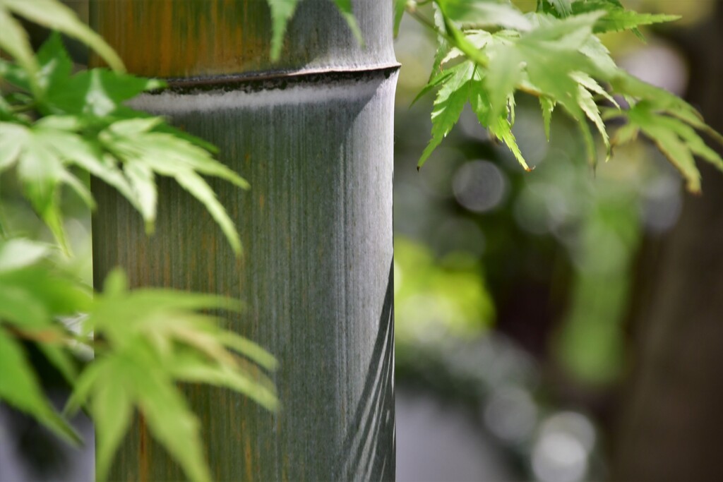 Bamboo of the early spring