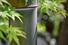 Bamboo of the early spring