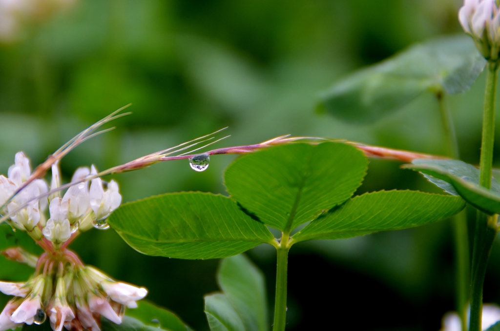 drop　＆　clover