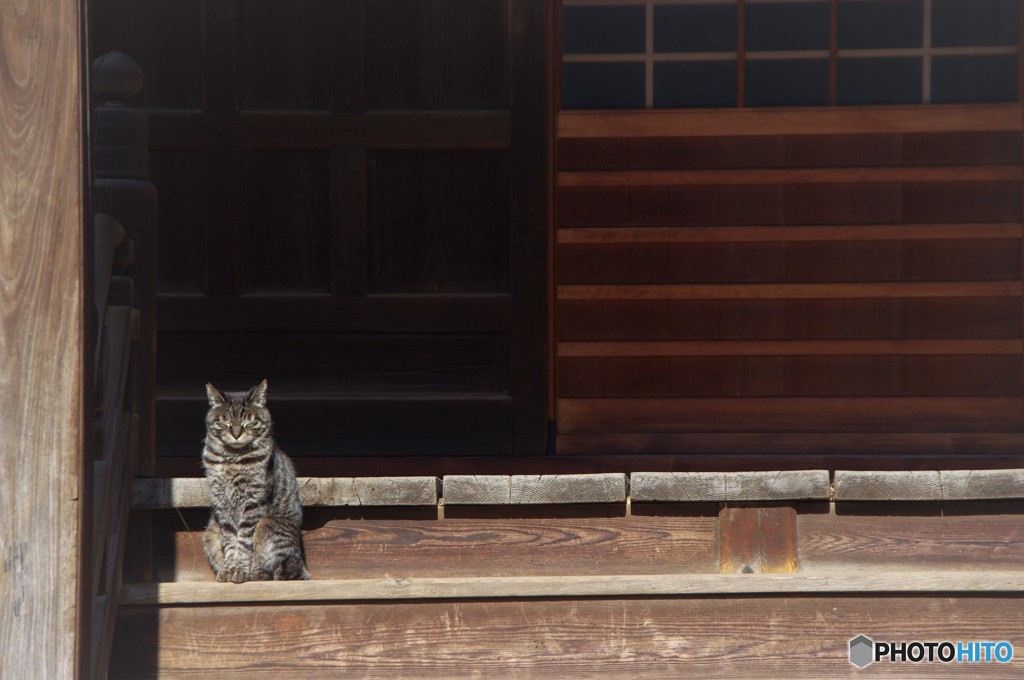 お寺の野良猫（和尚級）