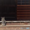 お寺の野良猫（和尚級）